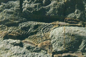 dino-tracks-near-sucre-emma-latimer