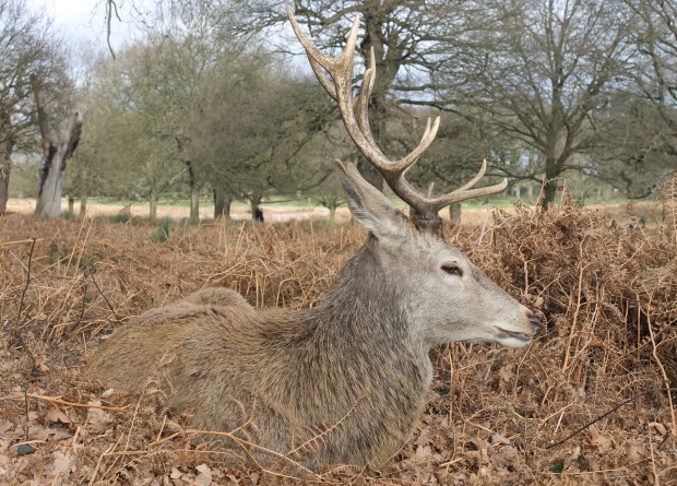 Emma Latimer Richmond Park 12